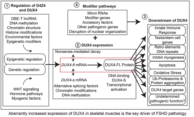 DUX4 pathways model