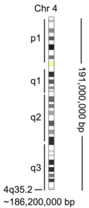 Graphic that shows how chromosomes are measured in base pairs (bp) of DNA