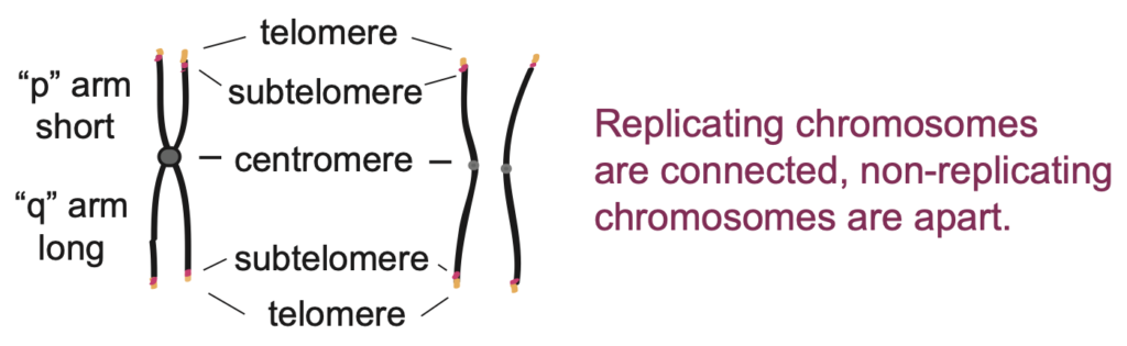Graphic showing the "arms" of a chromosome