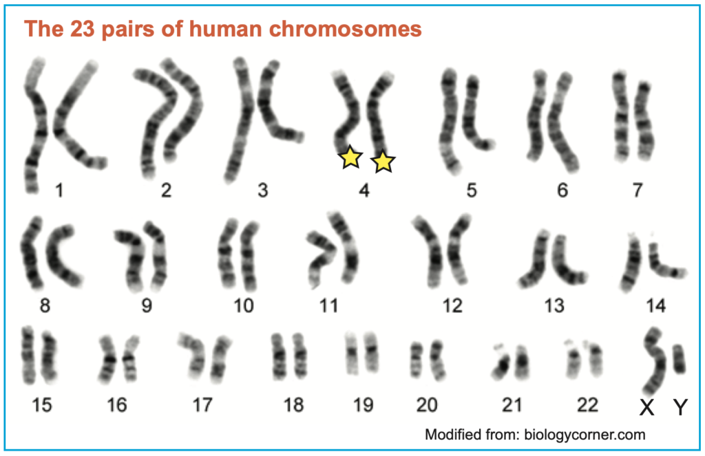 Graphic showing human chromosomes (modified from biologycorner.com)
