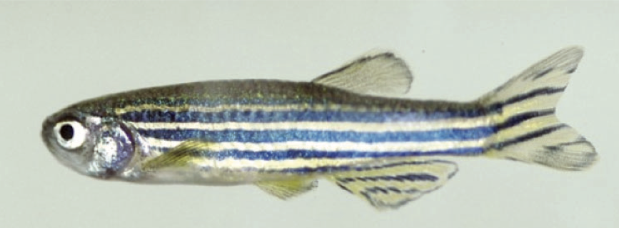 FSHD model organisms - fish