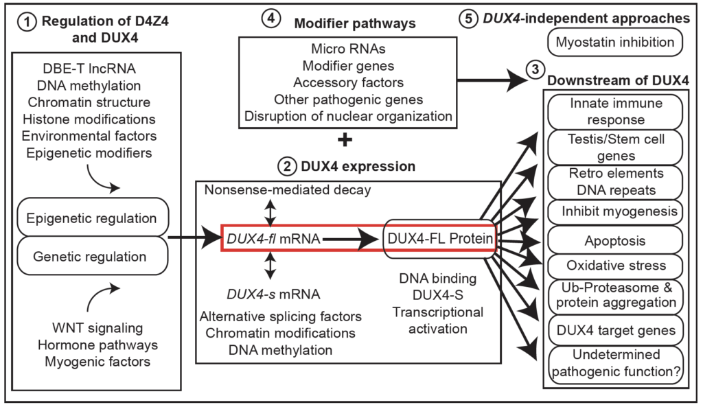 Chart showing how FSHD is amenable to numerous therapeutic technologies