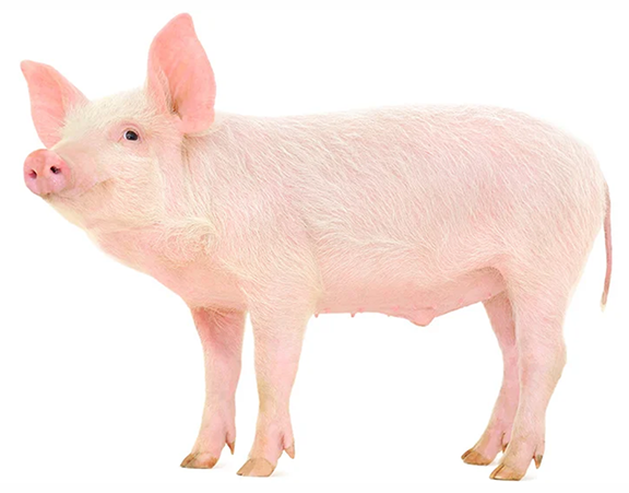 FSHD model organisms - pig